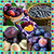 Plum Collage