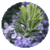 Benefits of Rosemary
