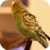 Parakeet Dance Live Wallpaper