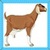 Kids Goat
