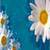 Daisy Flower Love Live Wallpaper