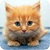 Free funny Cat Wallpapers
