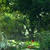 Nature Live Wallpaper 145