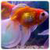 Golden Live Fish Wallpaper