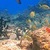 Colorful Fish