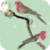 Parakeets HD Live Wallpaper