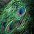 Peacock around the world 4K طاووس