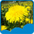 Dandelions Live Wallpapers Latest