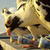 Pigeons Live Wallpaper