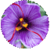 Benefits of Saffron