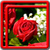 Rose Live Wallpapers