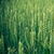 Green Wheat Live Wallpaper
