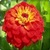 Zinnia Flowers Onet Classic Game