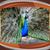 Best Peacock Live Wallpapers