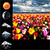 Flower Field Weather Widget