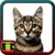 Cat Pictures