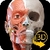 Sistema Muscolare Anatomia 3D perfect