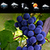 Grape Widget Clock Weather