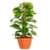 Indoor Plants Care V1
