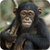 Chimpanzee Ringtones