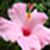 Flower images of wallpaper