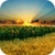 Sunflower Live Wallpaper 3D