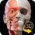 Sistema Muscolare Anatomia 3D plus