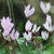 Nature Live Wallpaper 149