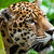 Cute Animals Babies Pictures Wallpaper