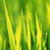 Spring Grass Live Wallpaper