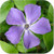YOU CAN draw Flowers
