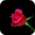 Crying Rose Live Wallpaper