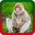 New Monkey Ringtones