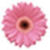 Pink flower wallpaper images