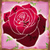 Roses Photo Crop Editor