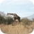 Kruger NP