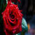 Beautiful red rose in macro shot wallpaper HD