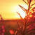 Nature Live Wallpaper 62