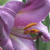 Nature Live Wallpaper 90
