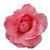 Flower Wallpaper for Android