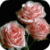 Blooming Pink Roses Final Live Wallpaper