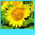 Sunflower Live Wallpapers Best