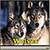 Wolves Lite