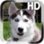 Puppy Husky Live Wallpaper