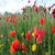 Sea Of Flowers HD