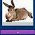 Animal Guess