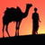 Camel Live Wallpaper