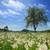 Dandelion Field Cool Live Wallpaper