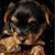 Cute Puppies Images Live Wallpaper