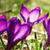 Pink Flowers Live Wallpaper 2